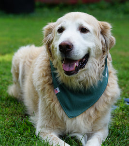 "Z" Reversible Dog Bandana